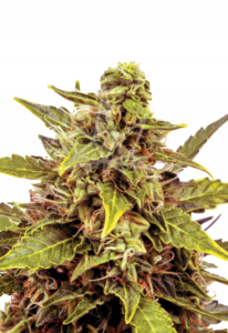 Juicy Fruit Autoflower Cannabis Seeds