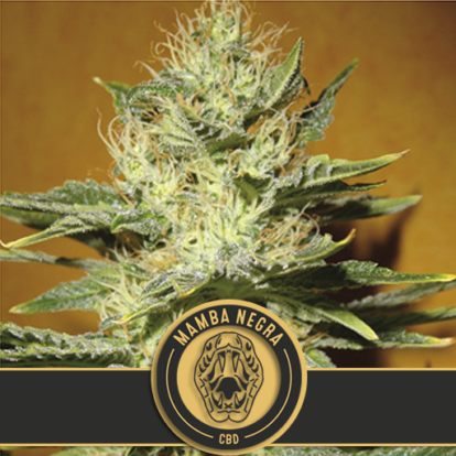 mamba negra cbd Cannabis Seeds copia 1