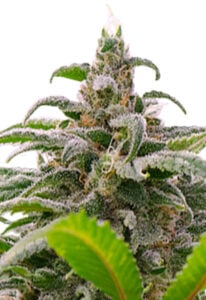Maui Wowie Strain Autoflowering Cannabis Seeds