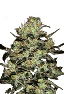 Moby Regular Seeds Marijuana Seeds