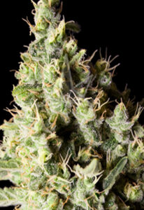 Narkosis Feminized Cannabis Seeds