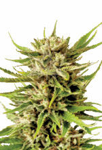 Northern Berry Strain Autoflowering Cannabis Seeds