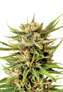 Northern Berry Strain Autoflowering Cannabis Seeds
