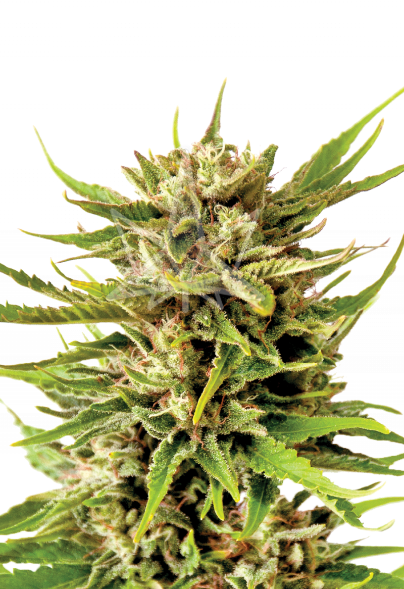 Northern Berry Strain Autoflowering Cannabis Seeds