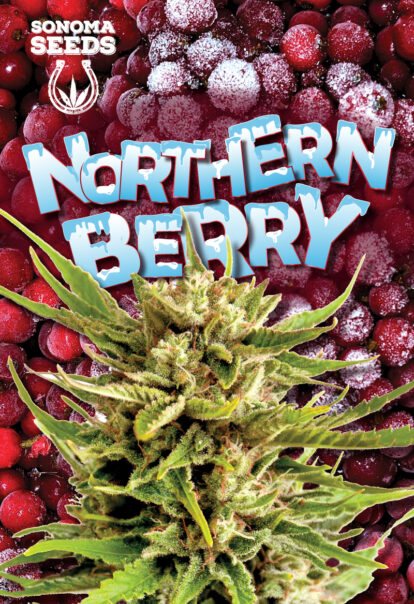 northern berry seeds