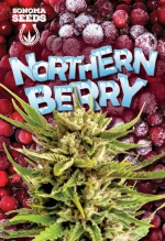 Northern Berry Strain Autoflowering