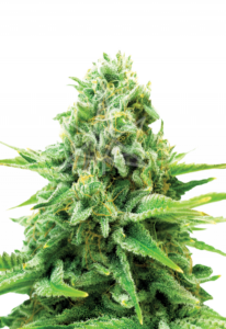 Feminized Cannabis Seeds For Sale - Rocket Seeds