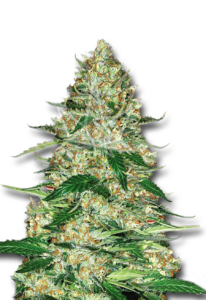 Northern Lights Autoflower Marijuana Seeds