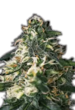 Northern Lights Strain Autoflowering Cannabis Seeds