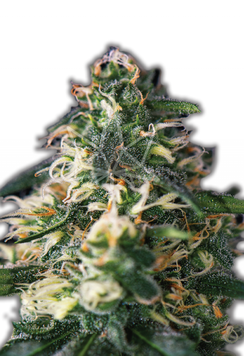 Northern Lights Strain Autoflowering Cannabis Seeds