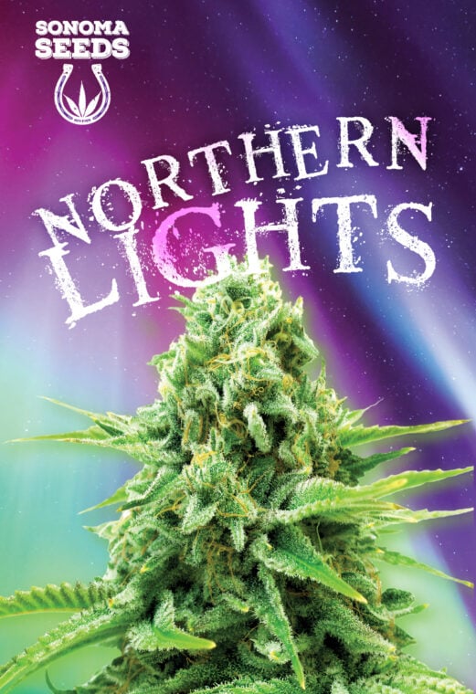 northern lights seeds