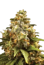 OG Kush Autoflower Cannabis Seeds