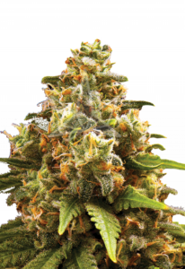 OG Kush Autoflower Marijuana Seeds