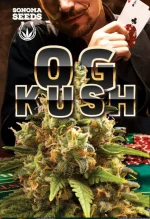OG Kush Autoflower