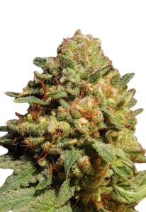 Pineapple Express Strain Autoflowering Cannabis Seeds
