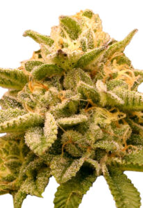 Platinum OG Feminized Marijuana Seeds