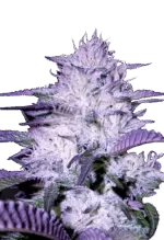 Purple Kush Autoflowering Cannabis Seeds 