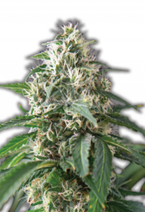 Purple Kush AutoFlower Marijuana Seeds