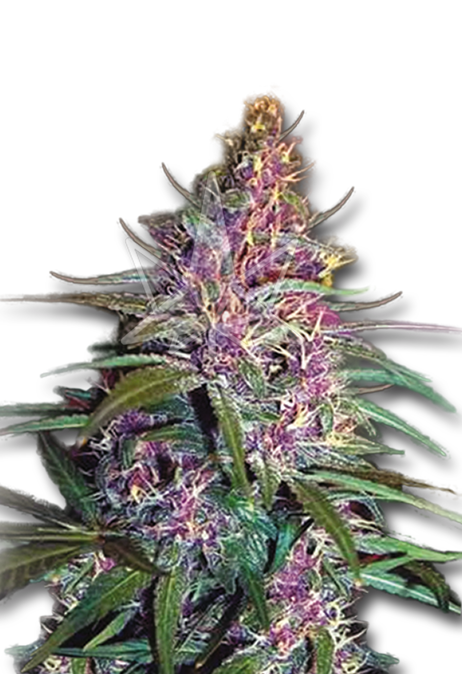 Purple Kush Feminized Cannabis Seeds Rocket Seeds