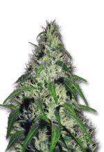 Revolver Strain Autoflowering Cannabis Seeds