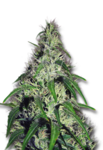Revolver Strain Autoflowering Cannabis Seeds