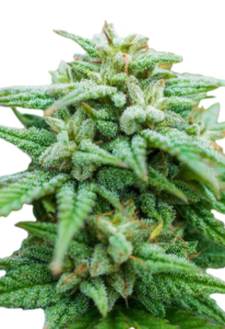 Skywalker Autoflowering Marijuana Seeds