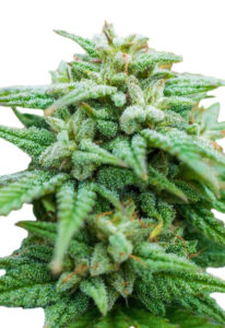 Rock Candy Feminized Cannabis Seeds