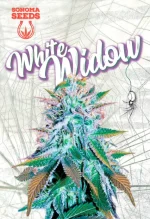 White Widow Strain Feminized
