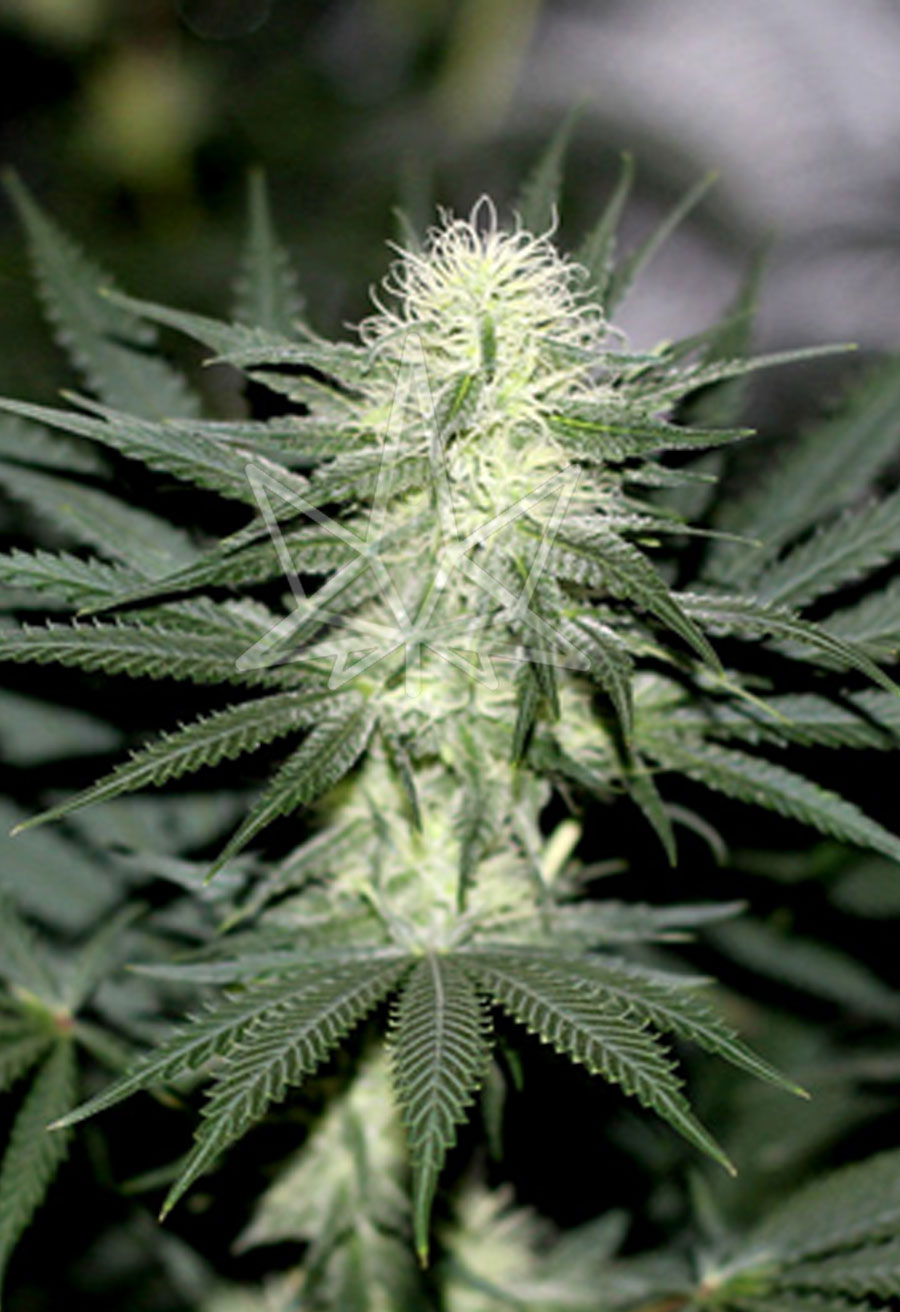Sour Diesel Feminized Cannabis Seeds