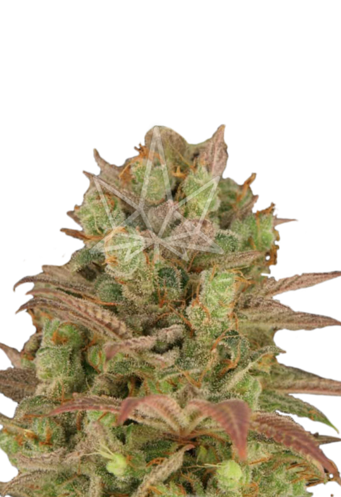 BUY Sour Grape Seeds