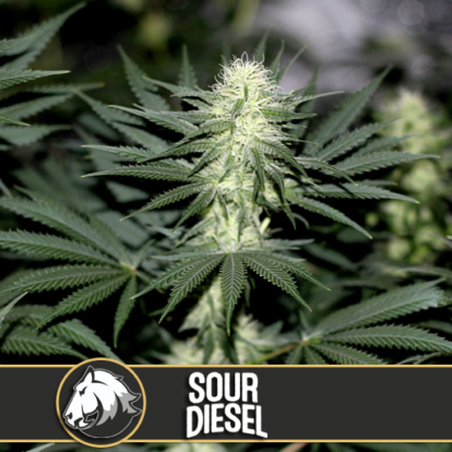 sour diesel Cannabis Seeds