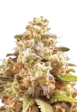 Strawberry Cough Strain Autoflowering Cannabis Seeds
