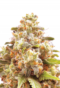 Strawberry Cough Autoflower Cannabis Seeds