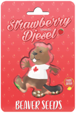 Strawberry Diesel Feminized