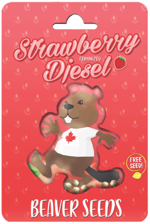 Strawberry Diesel Feminized