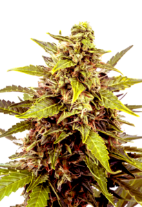 Juicy Fruit Feminized Cannabis Seeds