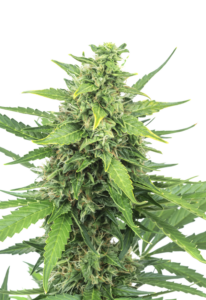 Pineapple Express AutoFlowering Marijuana Seeds