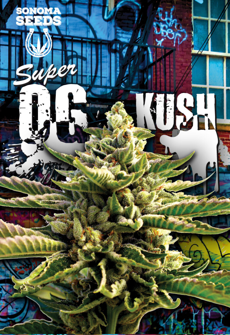 Super OG Kush Feminized Cannabis Seeds by Sonoma Seeds