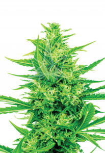 Super Silver Haze CBD Cannabis Seeds