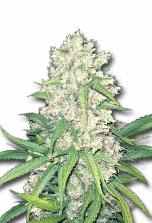 super silver haze feminized seeds