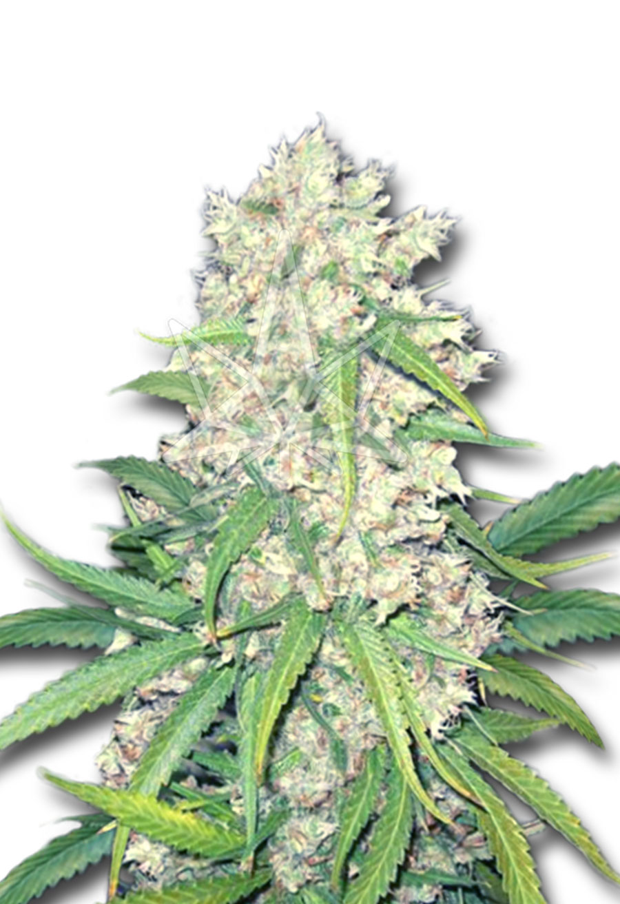 Super Silver Haze Feminized Cannabis Seeds