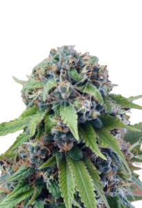 Tangerine Dream Autoflower Cannabis Seeds