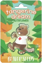 Tangerine Dream Strain