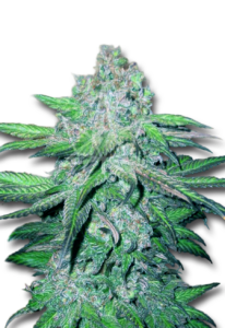 Trainwreck Autoflower Cannabis Seeds