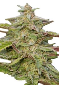 Trainwreck Strain Autoflowering Cannabis Seeds