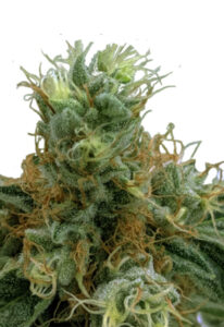 Tropicana Cookies Feminized Marijuana Seeds