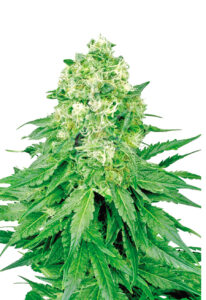 White Banner Feminized Cannabis Seeds