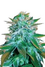 White Widow Strain Autoflowering Cannabis Seeds