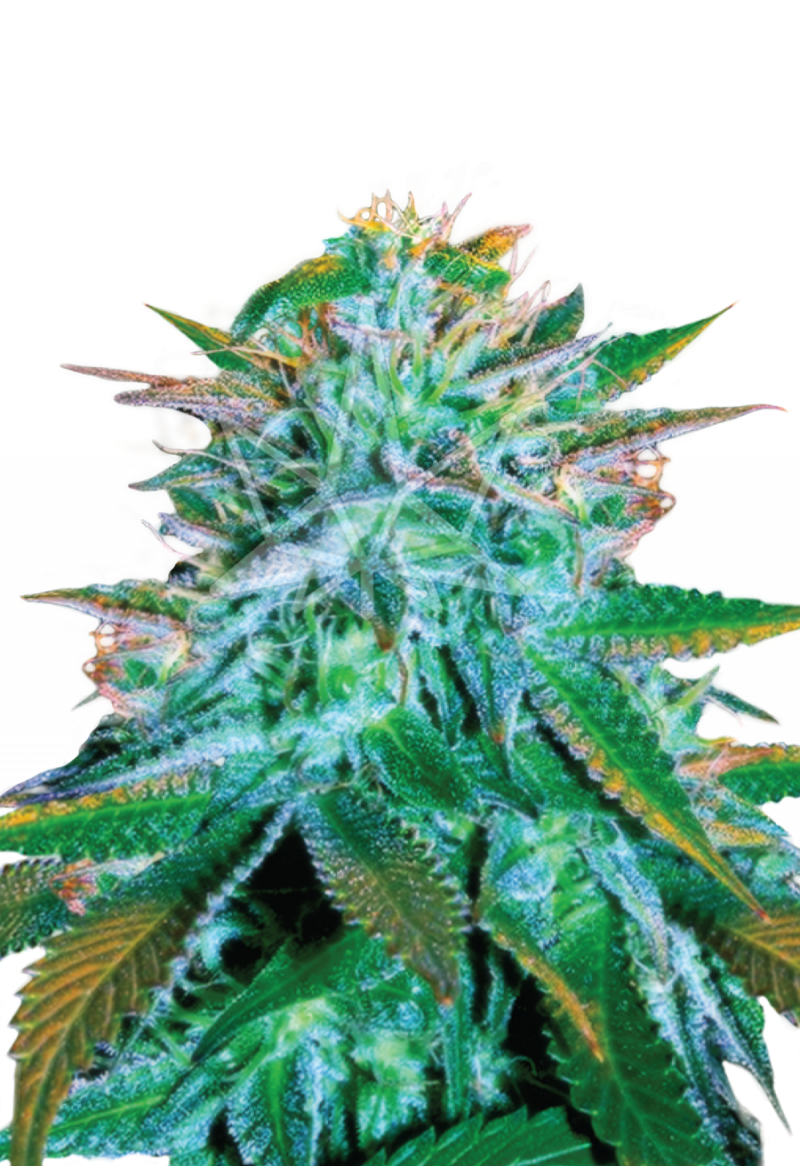 White Widow Strain Autoflowering Cannabis Seeds