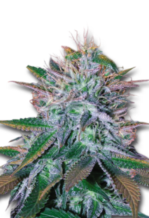 White Widow Feminized - Rocket Seeds